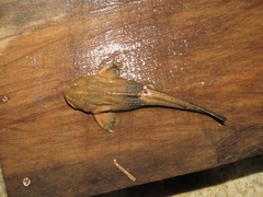 Asian Banjo Catfish photo 4