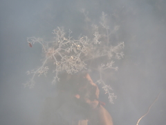 Amathia verticillata