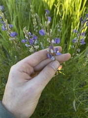 Lupinus argenteus argenteus