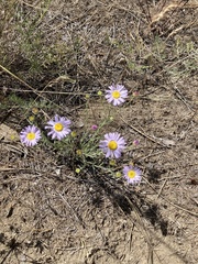 Erigeron filifolius