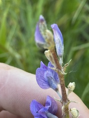 Lupinus argenteus argenteus