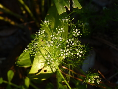 Ptilimnium capillaceum