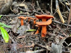 Cortinarius austrocinnabarinus