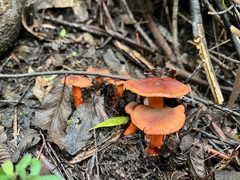 Cortinarius austrocinnabarinus