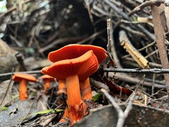 Cortinarius austrocinnabarinus