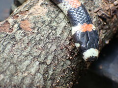 Scolecophis atrocinctus