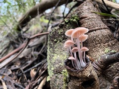 Mycena clarkeana
