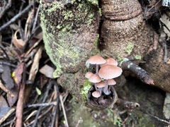 Mycena clarkeana