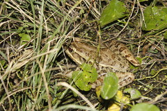 Lithobates brownorum