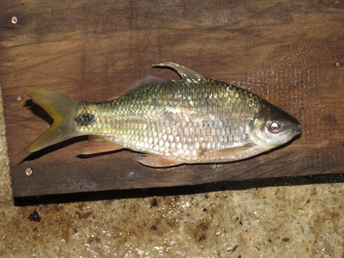Kahajan bonylip barb (Osteochilus kahajanensis) — Cyprinidae
