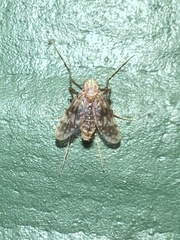 Psectrotanypus dyari