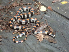 Scolecophis atrocinctus