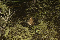 Lithobates brownorum