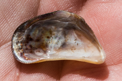 Brachidontes crebristriatus