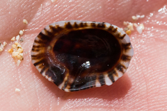 Siphonaria normalis
