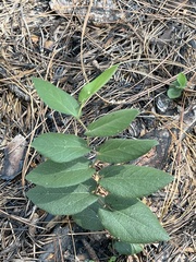 Aristolochia reticulata