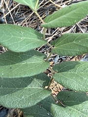 Aristolochia reticulata