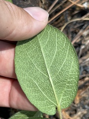 Aristolochia reticulata