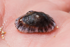 Siphonaria normalis