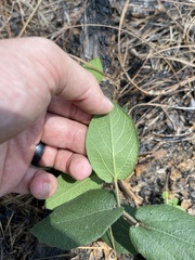 Aristolochia reticulata