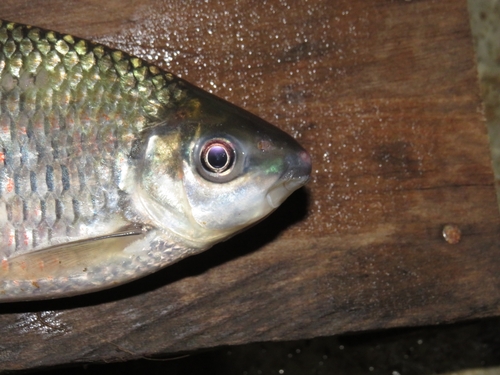 Kahajan bonylip barb (Osteochilus kahajanensis) — Cyprinidae — 5