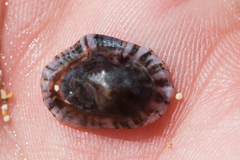Siphonaria normalis