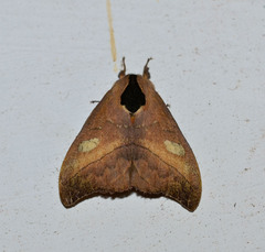 Hylesia metapyrrha