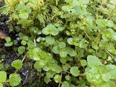 Chrysosplenium glechomifolium