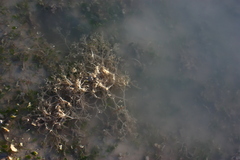 Amathia verticillata