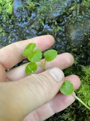 Chrysosplenium glechomifolium