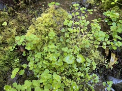 Chrysosplenium glechomifolium