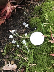 Resinomycena rhododendri