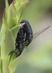 Mecinus janthiniformis