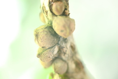 Disholcaspis mamillana