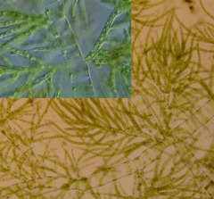 Draparnaldia mutabilis