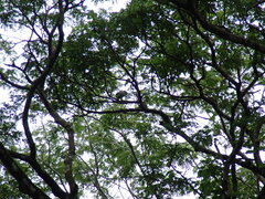 Amazona auropalliata