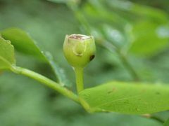 Vaccinium alaskaense