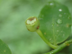 Vaccinium alaskaense
