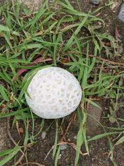 Calbovista subsculpta