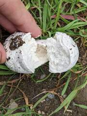 Calbovista subsculpta