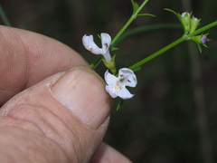 Westringia tenuicaulis