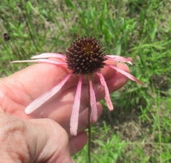 Echinacea sanguinea