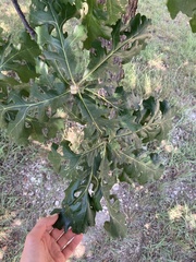 Quercus macrocarpa