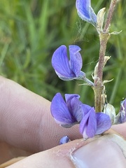 Lupinus argenteus argenteus