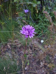 Dichelostemma congestum