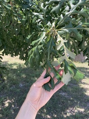 Quercus macrocarpa