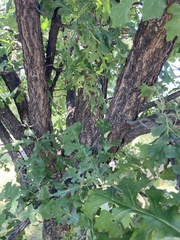 Quercus macrocarpa