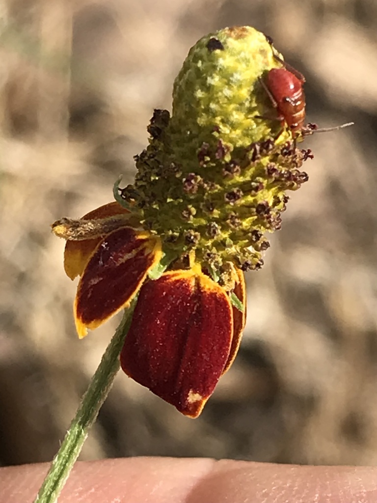 Calocoris barberi