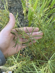 Lupinus argenteus argenteus