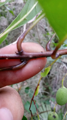 Chionanthus virginicus image
